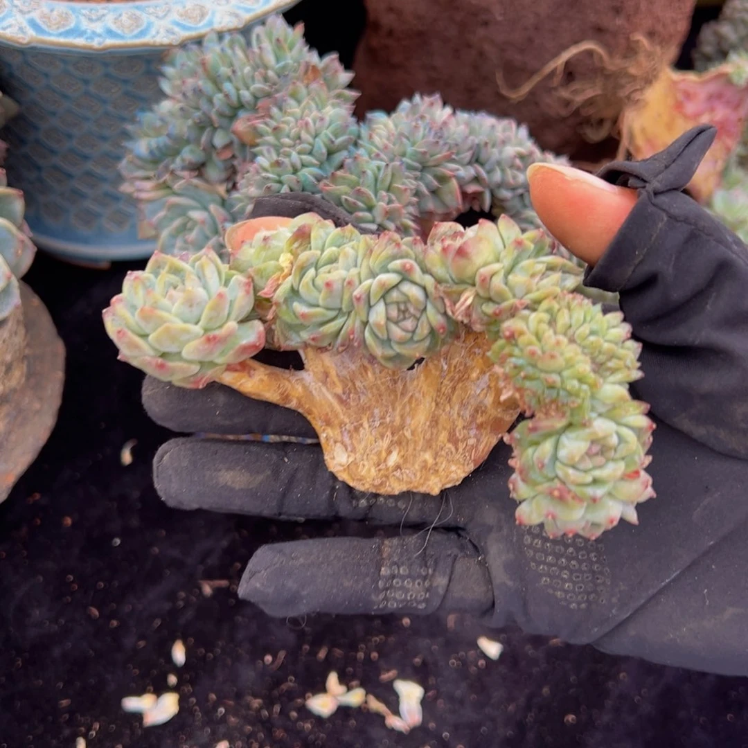 天天开心 天天开心