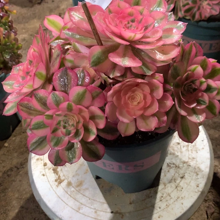 874倾城多肉植物特价