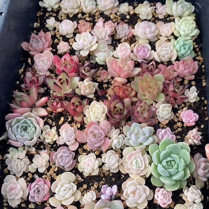 168 多肉植物盆栽花卉