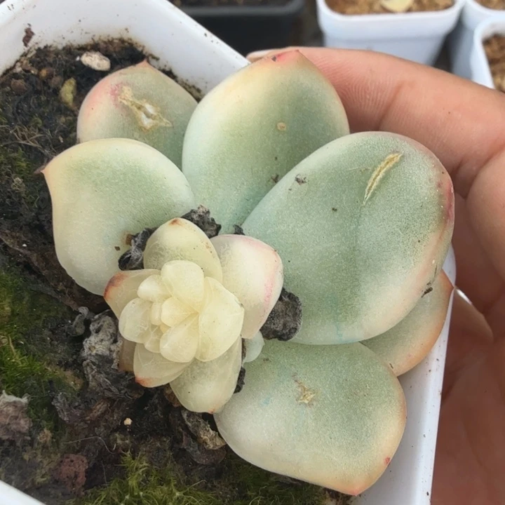 冰月亮锦腹轮锦一刻底座