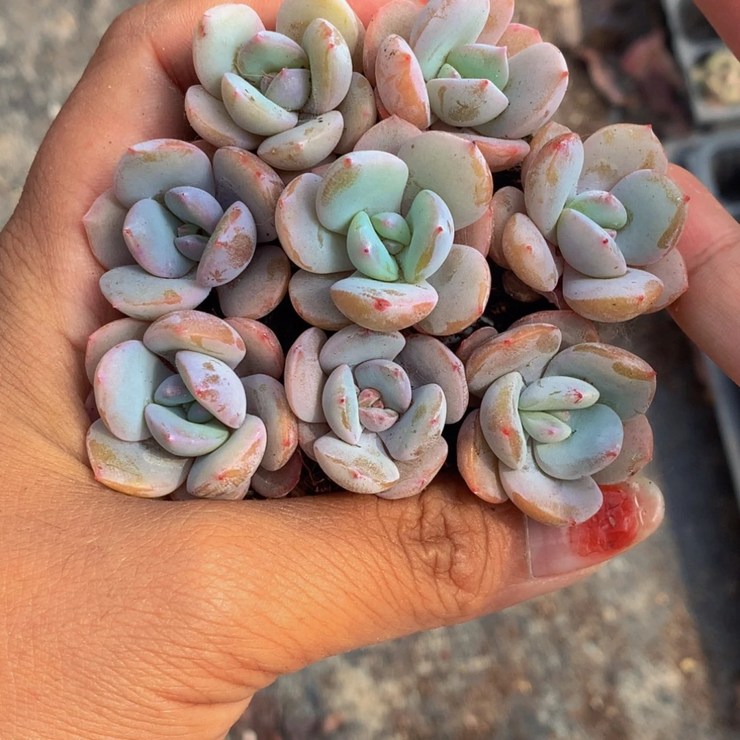 奶茶1颗小 （不满9.99发叶子）