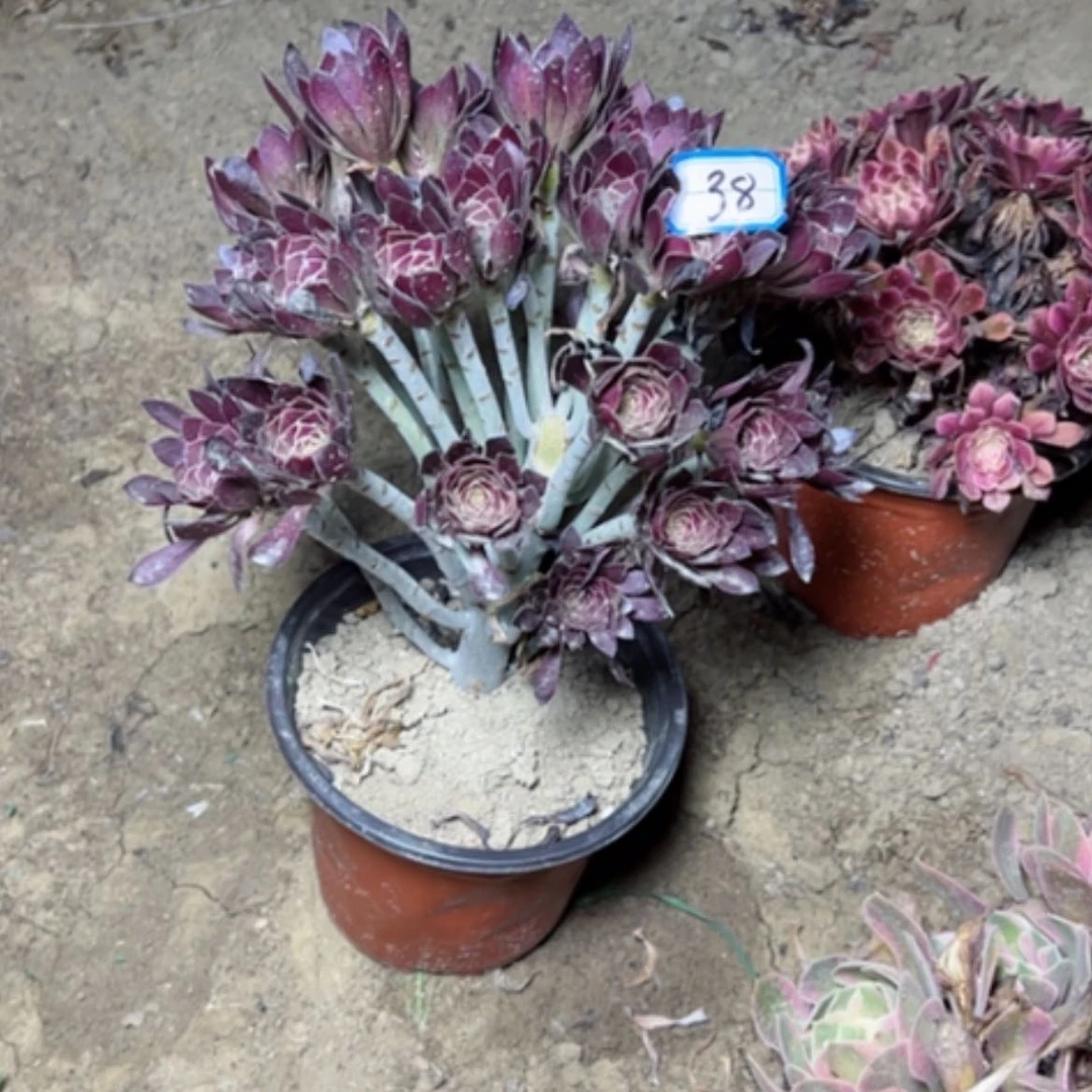 【闪购商品】多肉植物凑单38
