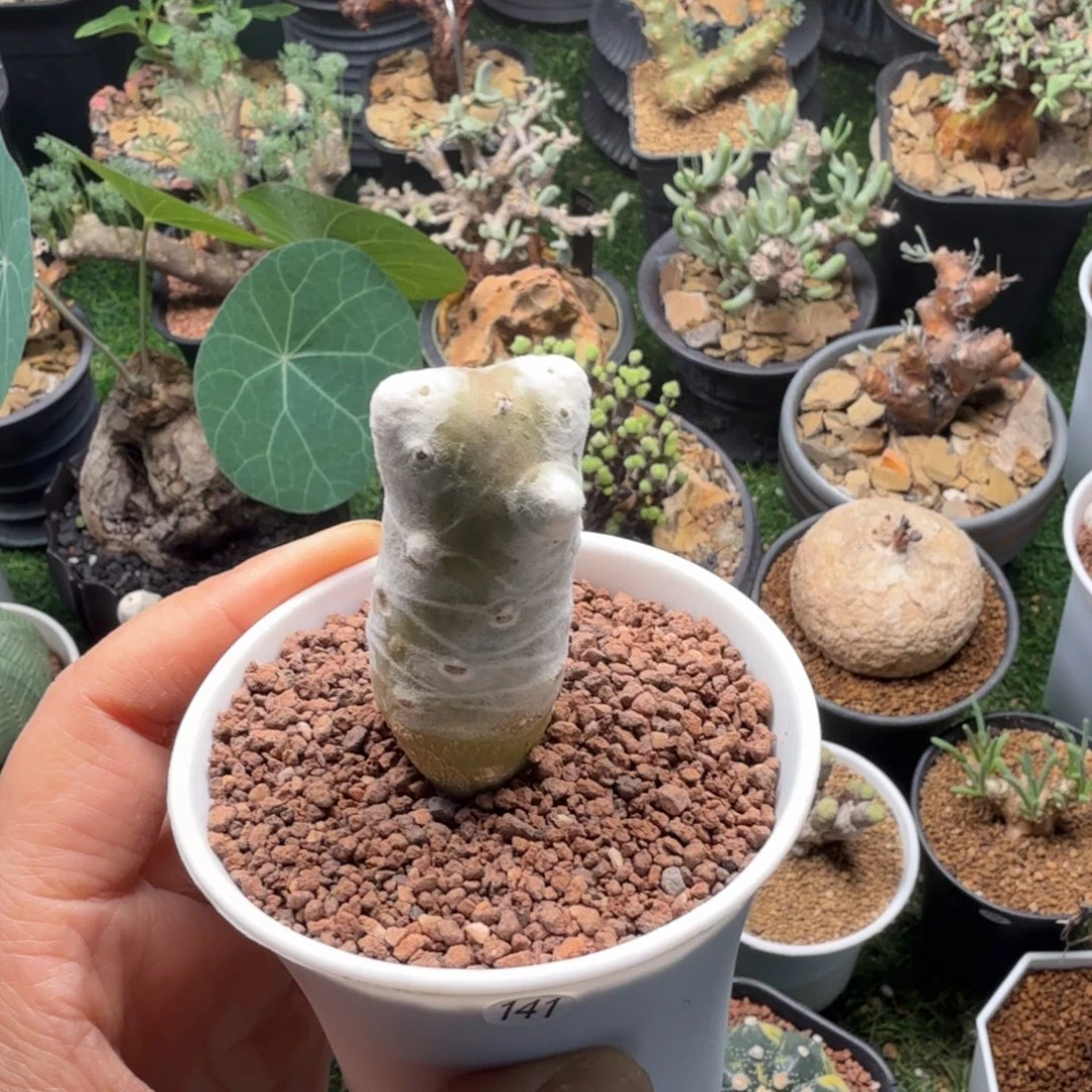 雪鹿厚墩菊141仙人掌