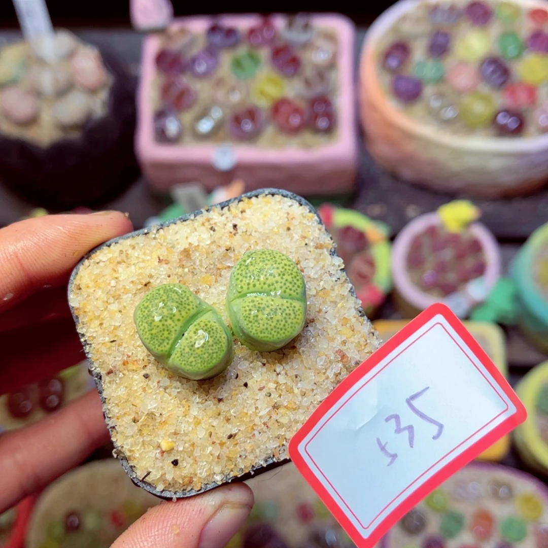 535生石花带盆发1