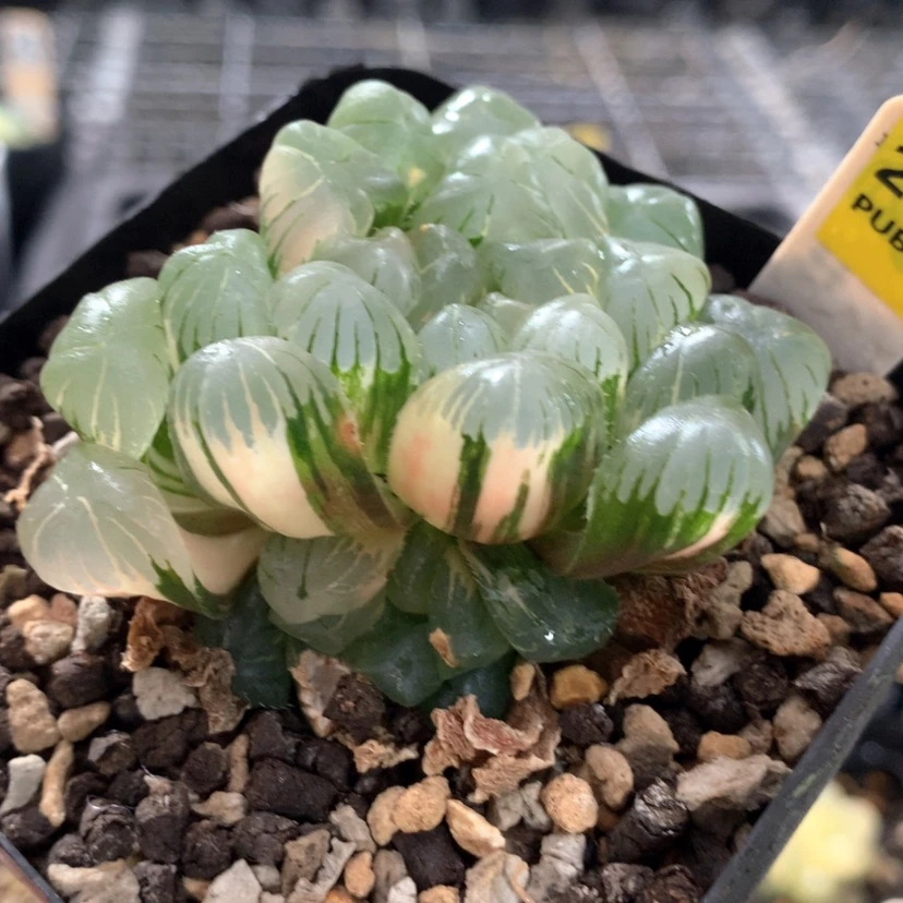 【闪购商品】213实生玉露