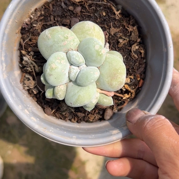 可可爱爱～带崽崽0215