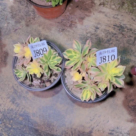 809  810枫叶多肉植物