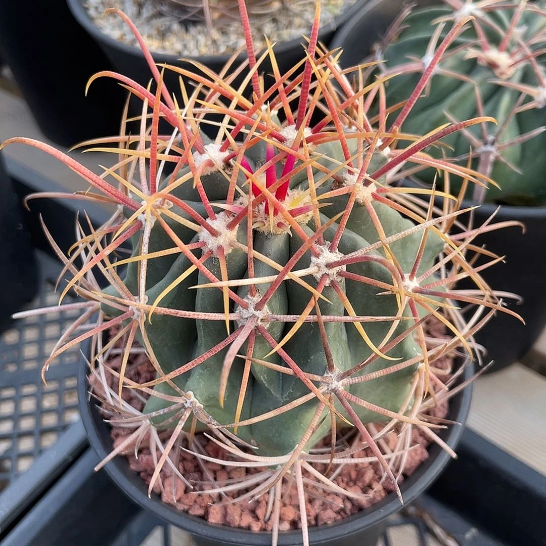 仙人球强刺球属赤刺金冠龙实生9厘米