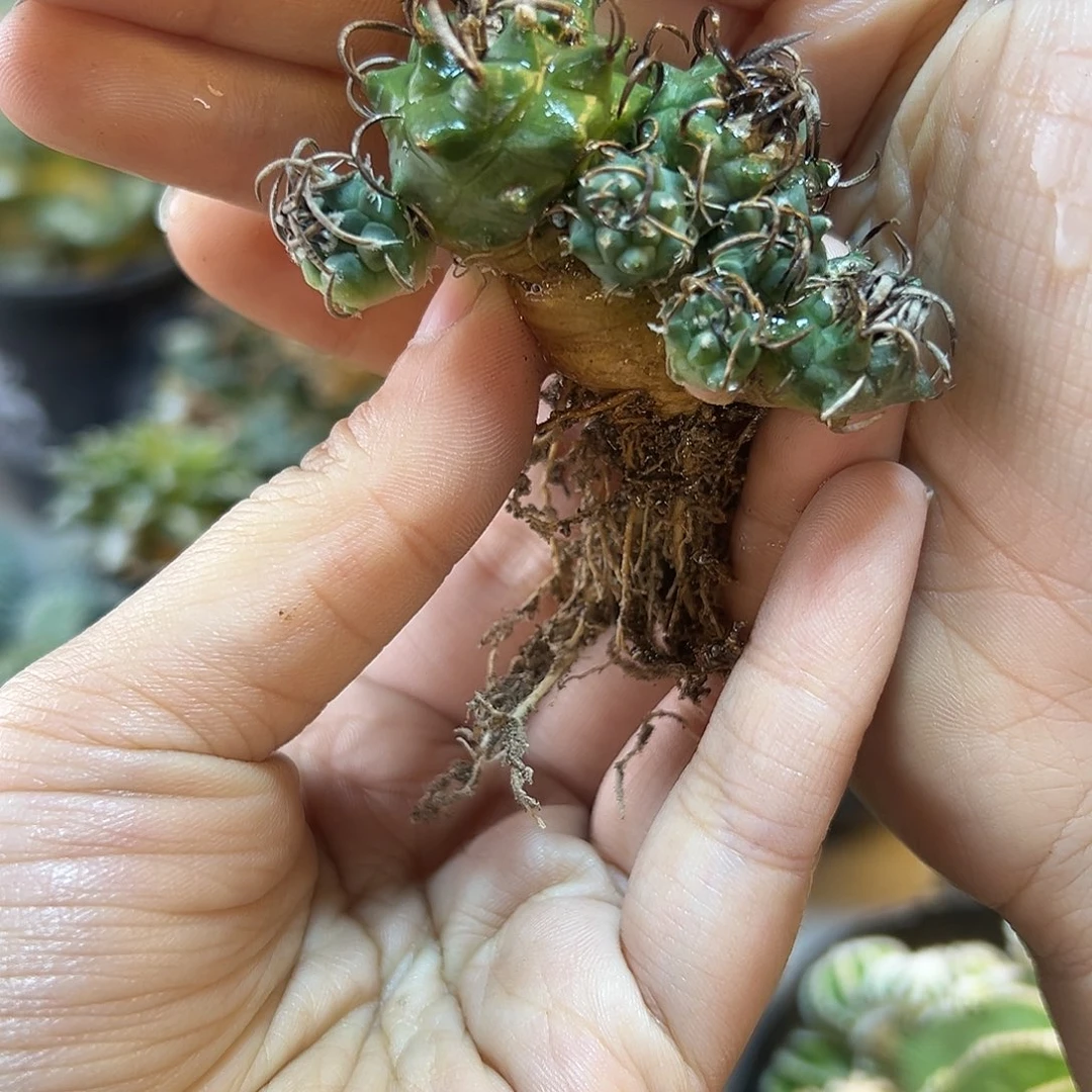 晚46号实生8头升云龙5.1公分