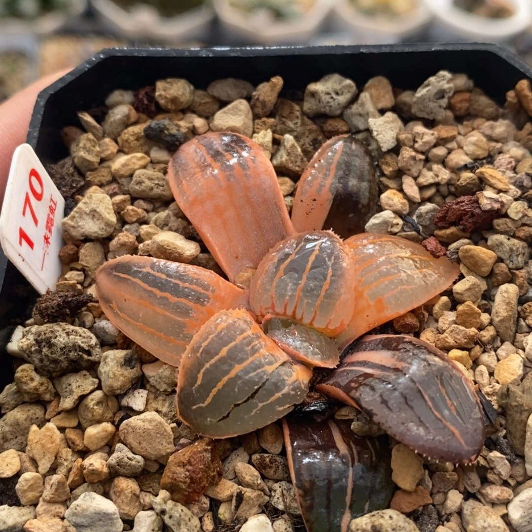 不开花植物170亲指姬