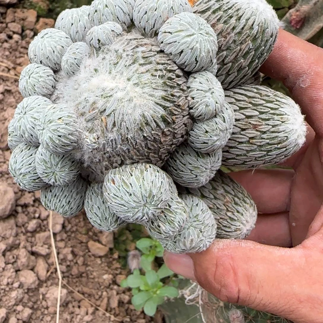 【闪购商品】无花朵处理群头精巧丸