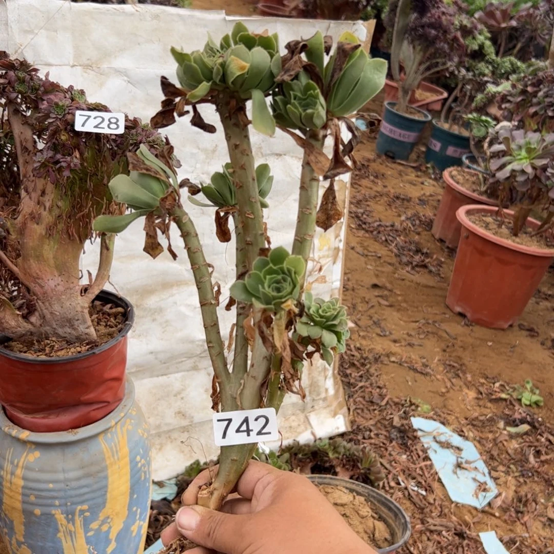 有伤绿杨蓉742满28包邮