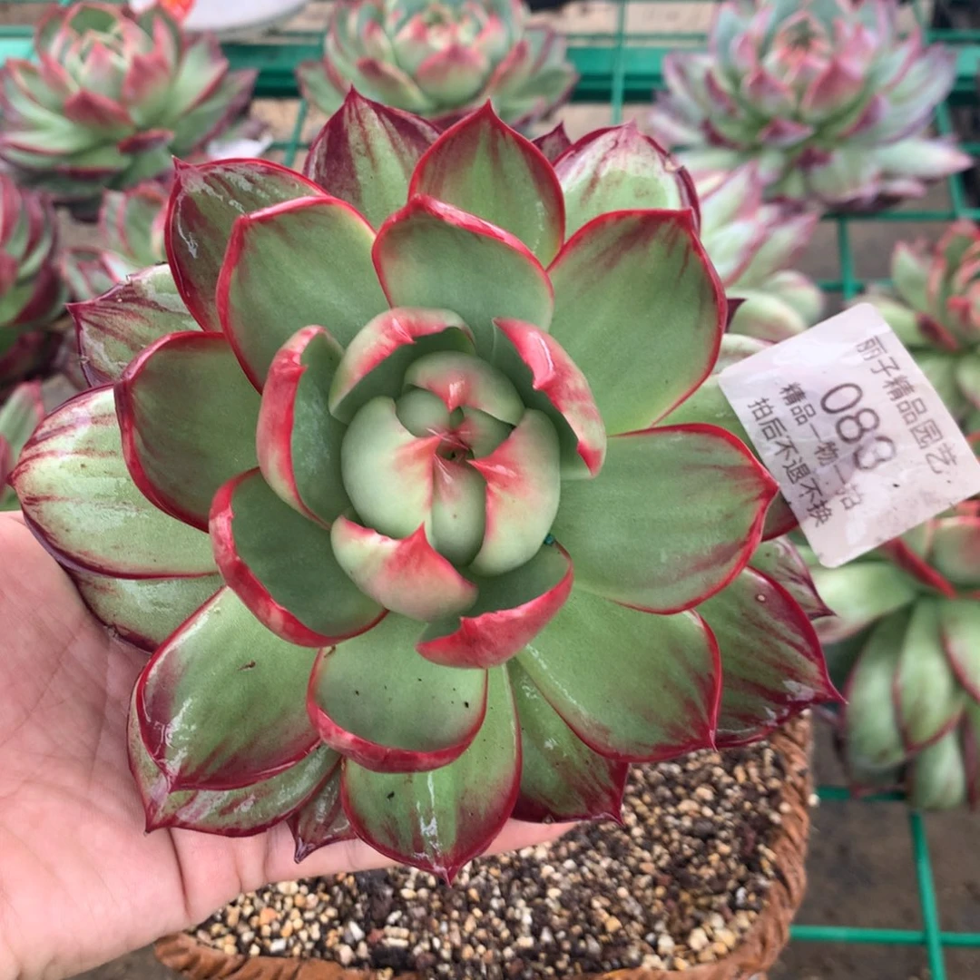 083微瑕惊鸿。多肉植物。尺寸14