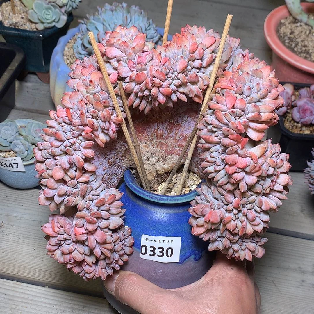 330石榴籽星影悬崖缀18厘米