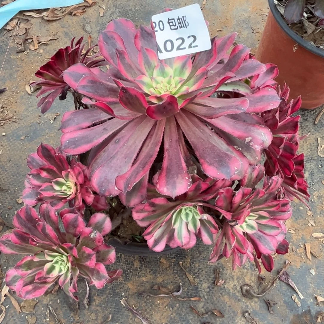 022红铜白，满20包邮