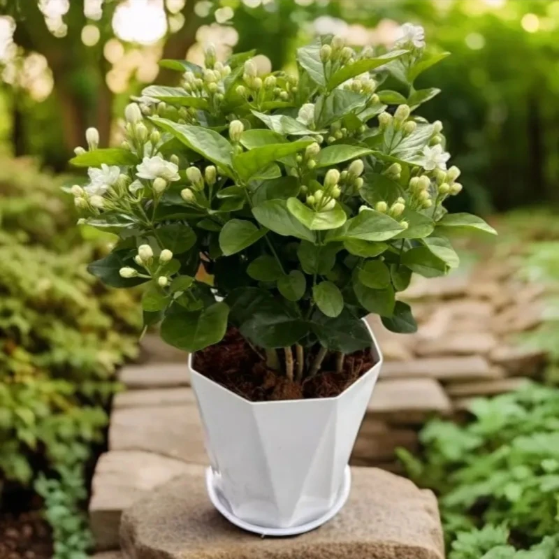 广西横县重瓣浓香型带花苞茉莉花盆栽室内阳台四季开花好养绿植