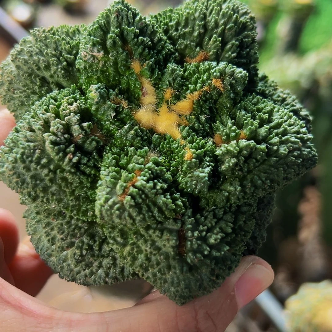 无花朵福利颗粒龟甲牡丹384
