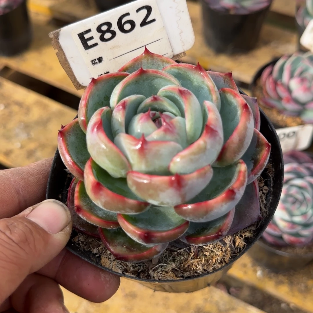 宝塔玫瑰惊鸿一物一拍包装收缩花旱862