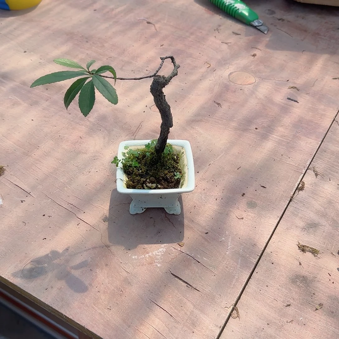 无花朵海岛春花熟桩