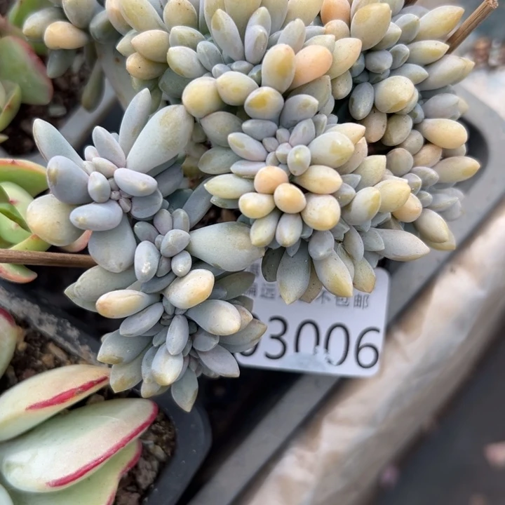 幸运儿是一位非常优秀幸运