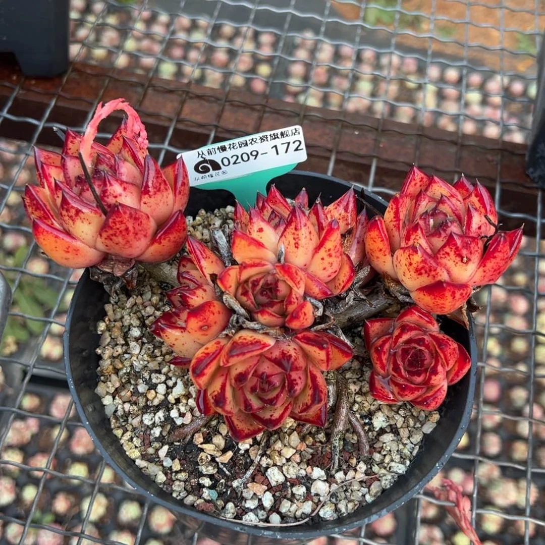 从前慢多肉精选编号0209.172