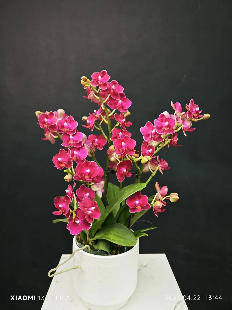 森境【甜心公主】蝴蝶兰1