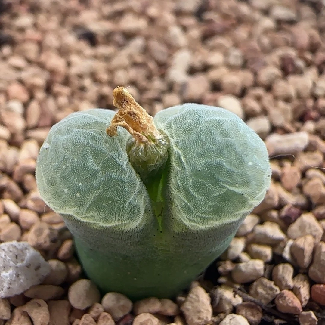 1345/1802.83/紫极窗/