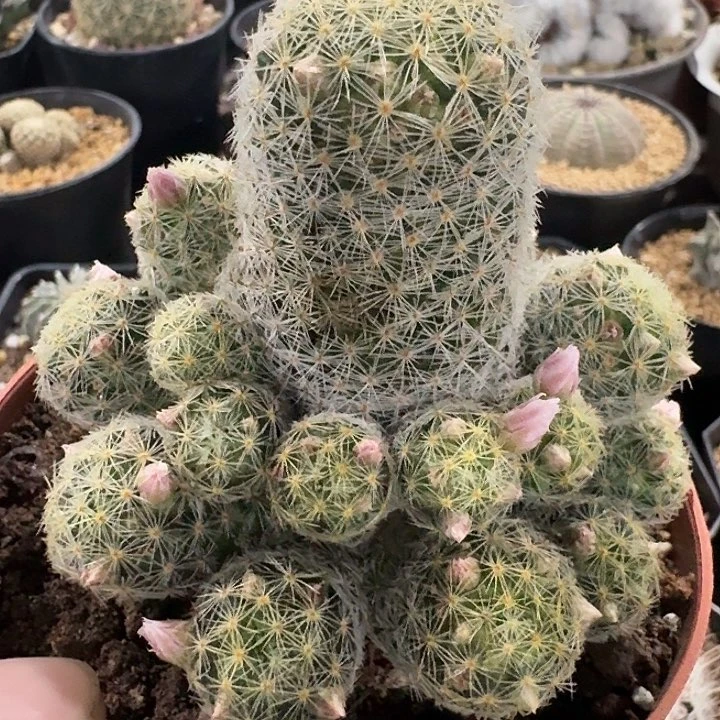 打**坑吉赛尔群生实生