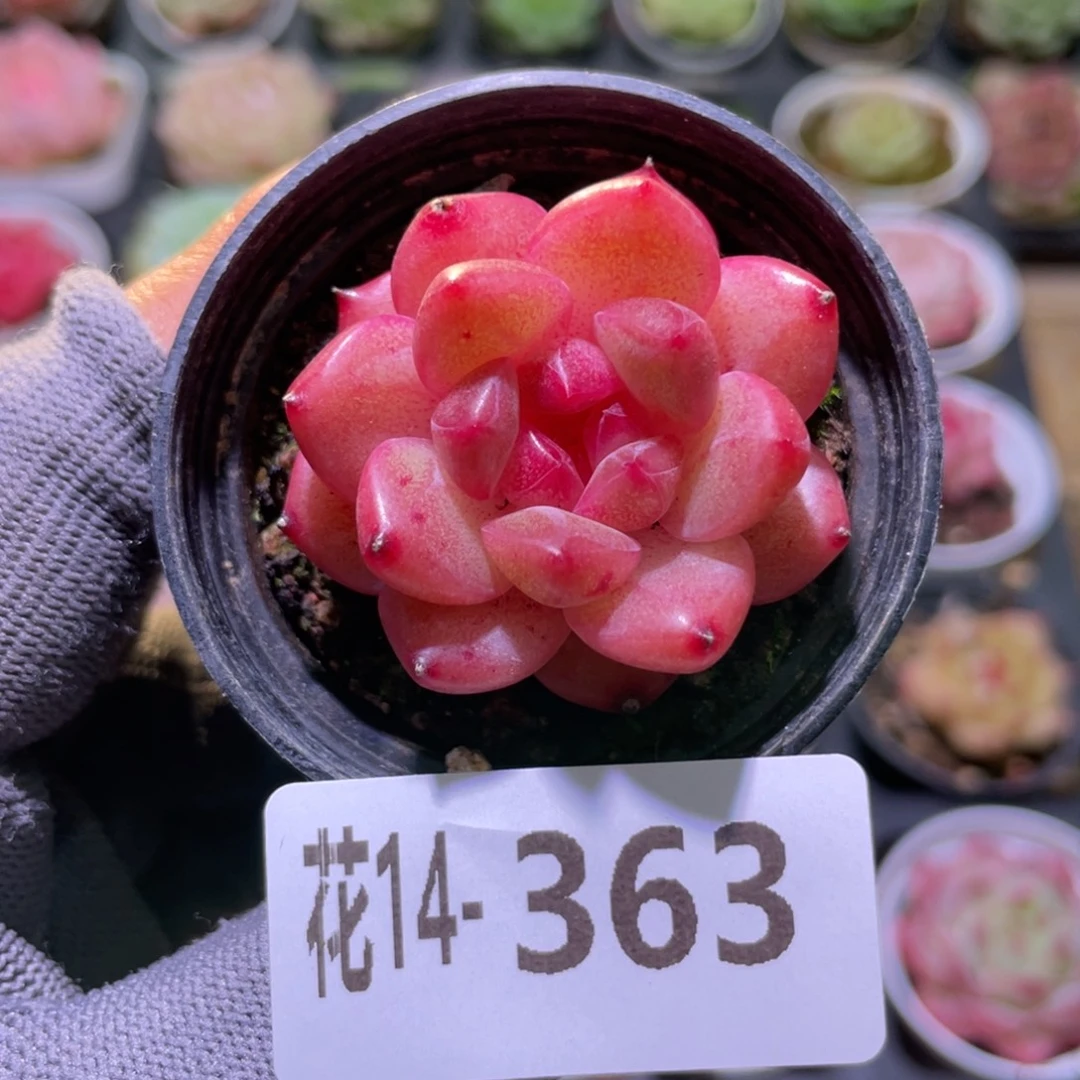 花利美14-363新品