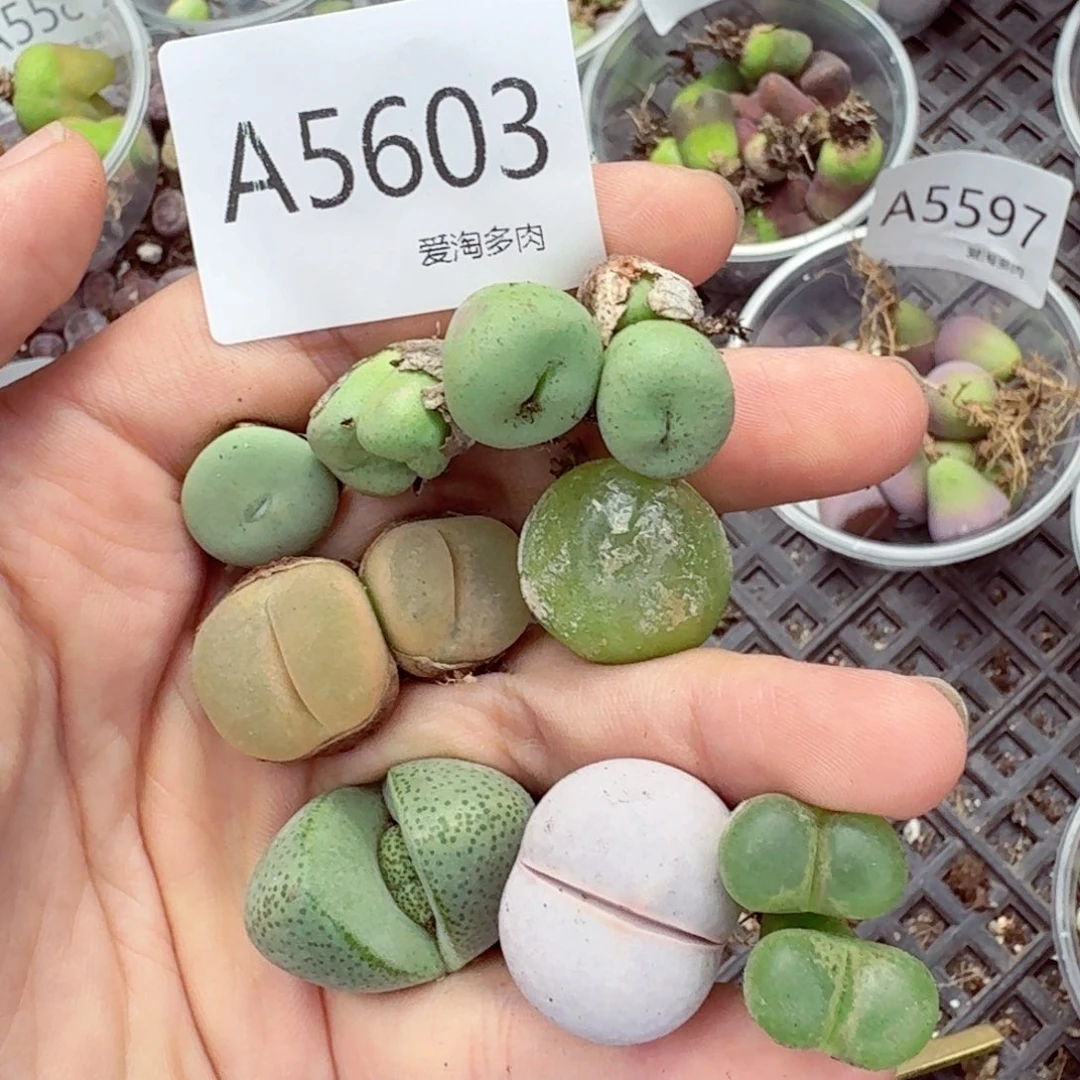 5603—生石花 生石花
