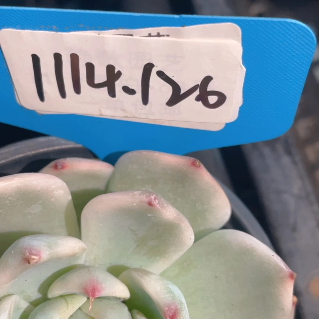 1114-126-吉娃娃锦单头一颗