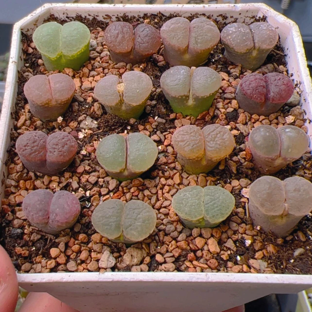 【闪购商品】000000003