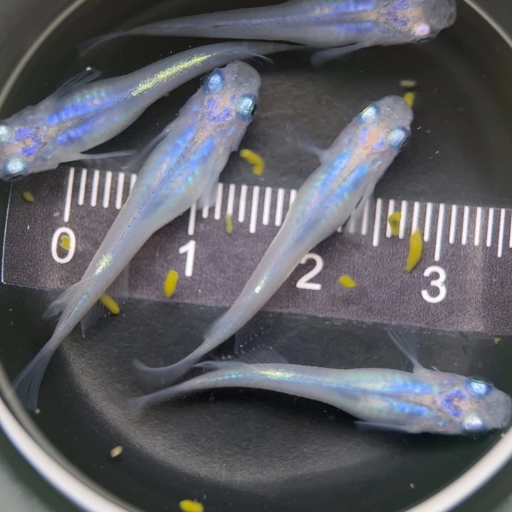 海水鱼水滴20号青鳉