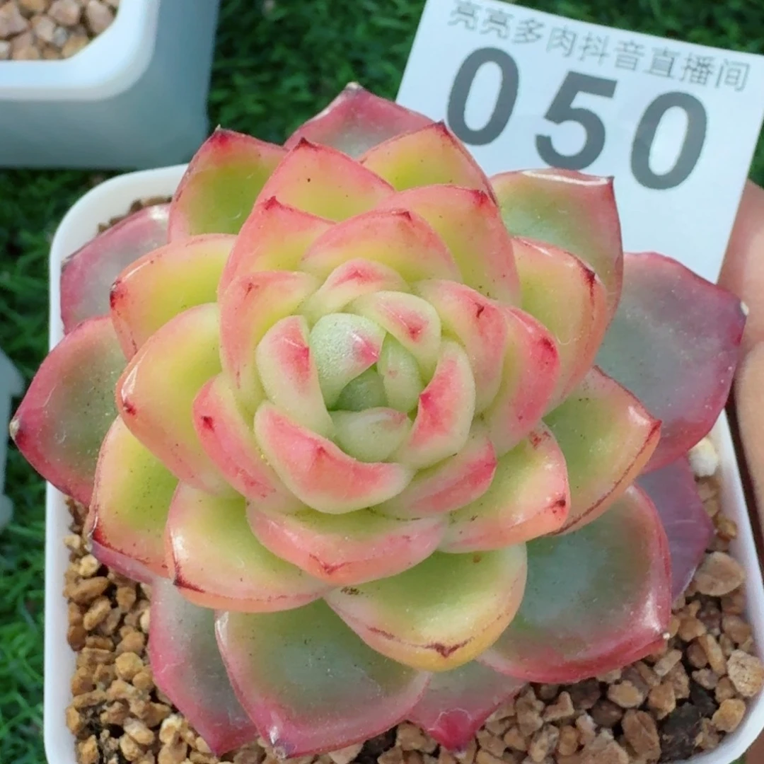 水晶珍妮锦         精品多肉