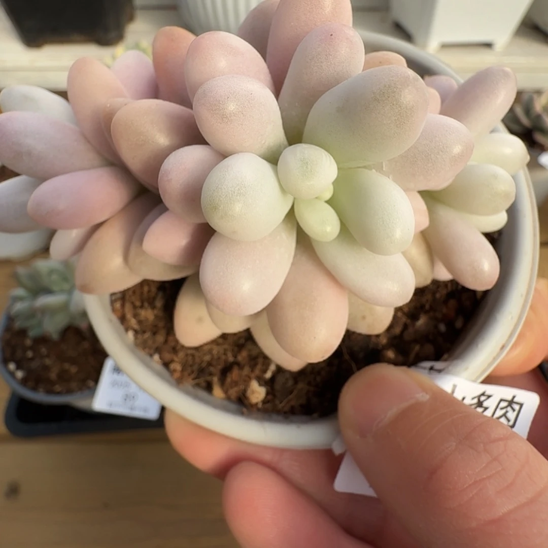 粉恋11111111121-83