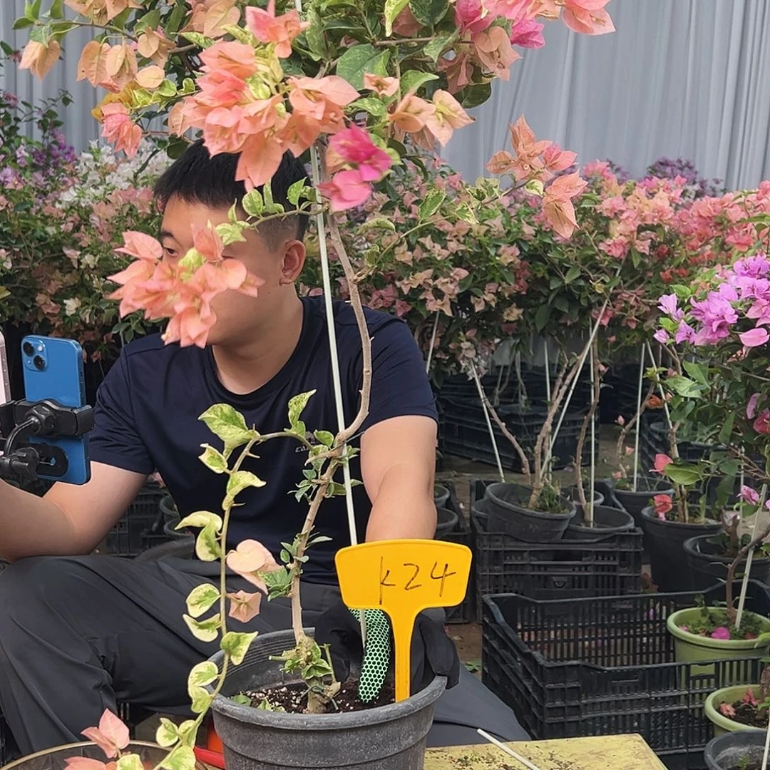 C***3大部分花苞少量开放K24斑叶米罗