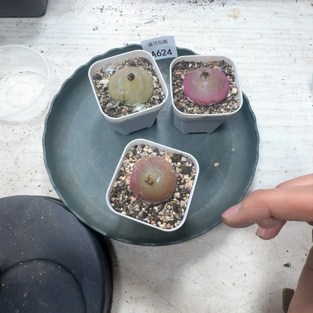 ?*球A624 三颗灯泡明天先发一颗小的回去