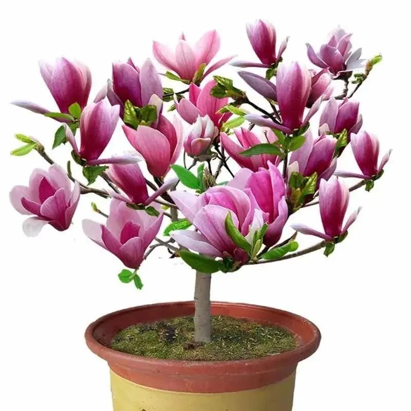 正宗耐寒玉兰苗庭院四季开花盆栽花卉绿植盆栽花绿植室内名贵客厅