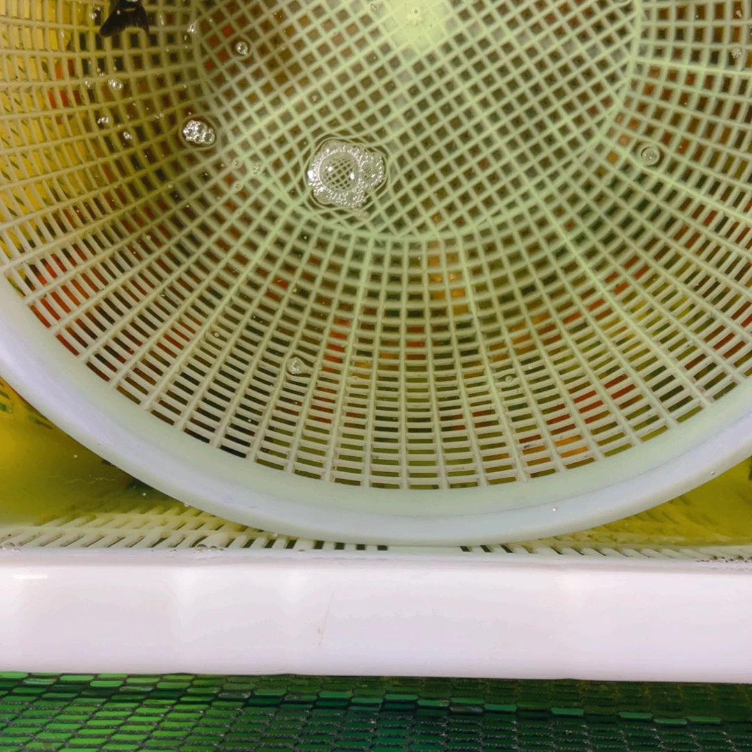 海水鱼花泰狮金鱼17