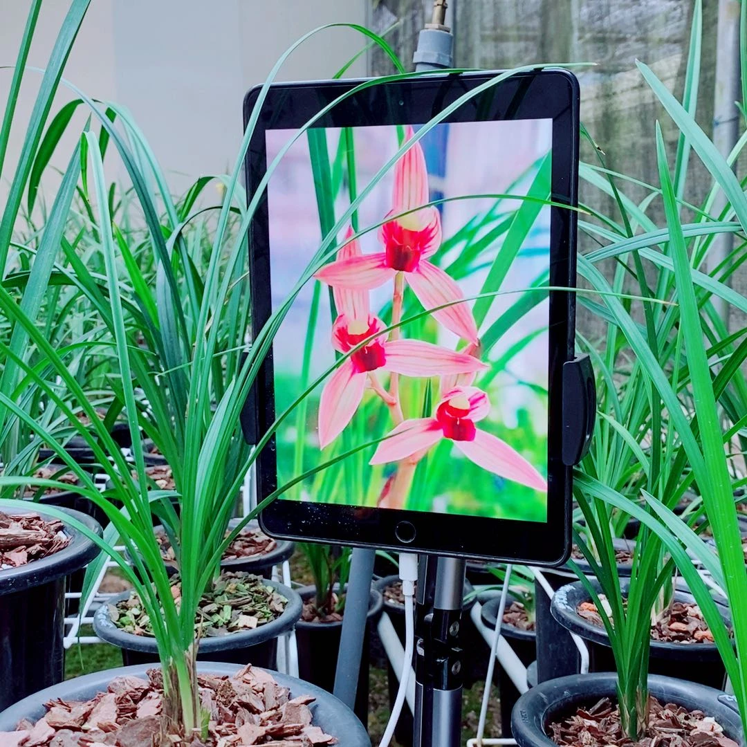 当前无花栽培后可以开花