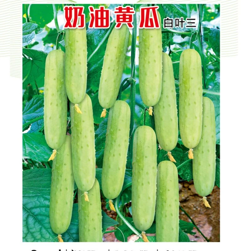 奶油黄瓜白叶三黄瓜（包装袋13x19厘米）每包约50粒【全店满4.9包邮】