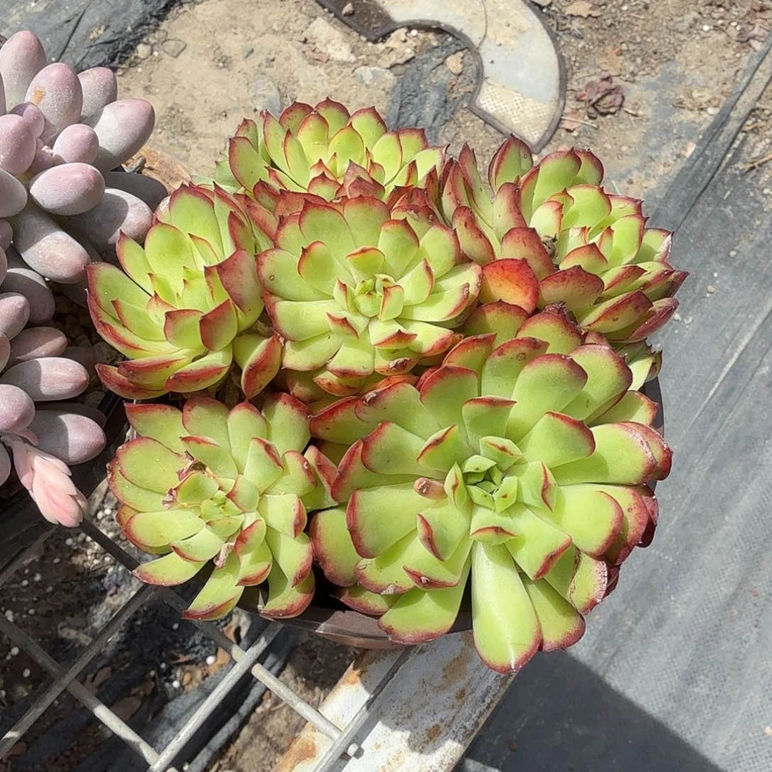 梦幻女王玫瑰多肉植物