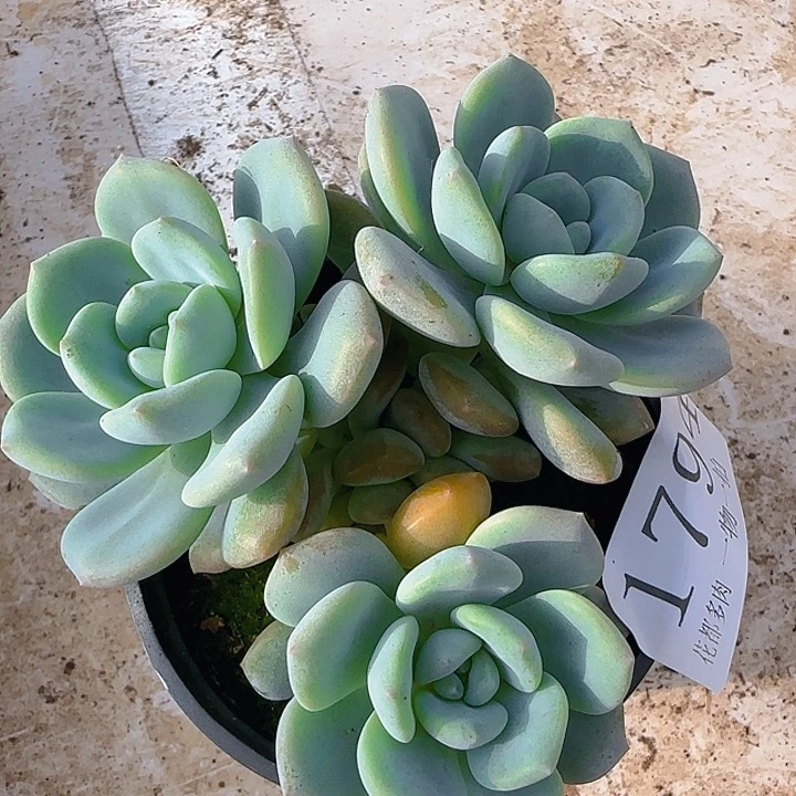 1794冰墩墩多肉植物