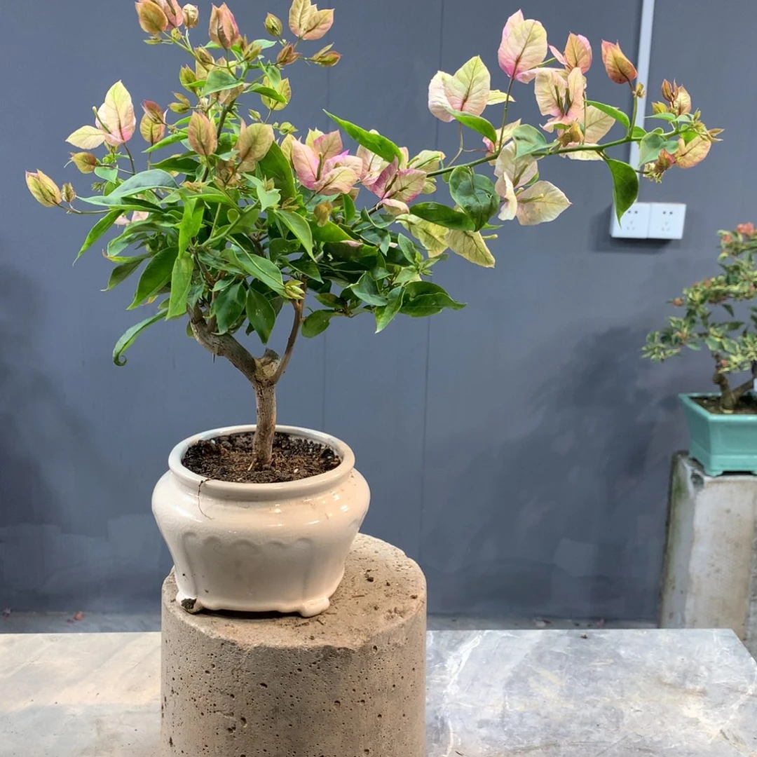 大量花朵（建议范围：8朵-15朵 或40%以上）