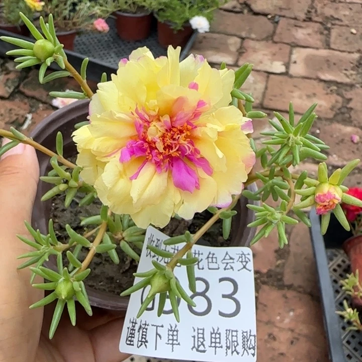 无花朵G983超小苗盆口10cm