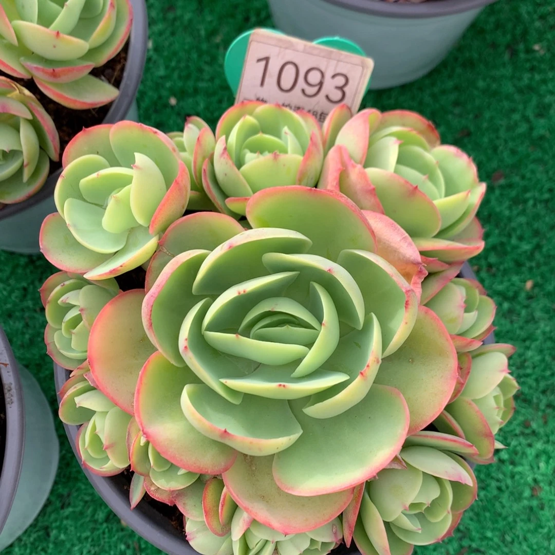 鸡蛋碧桃无砍捧花1093