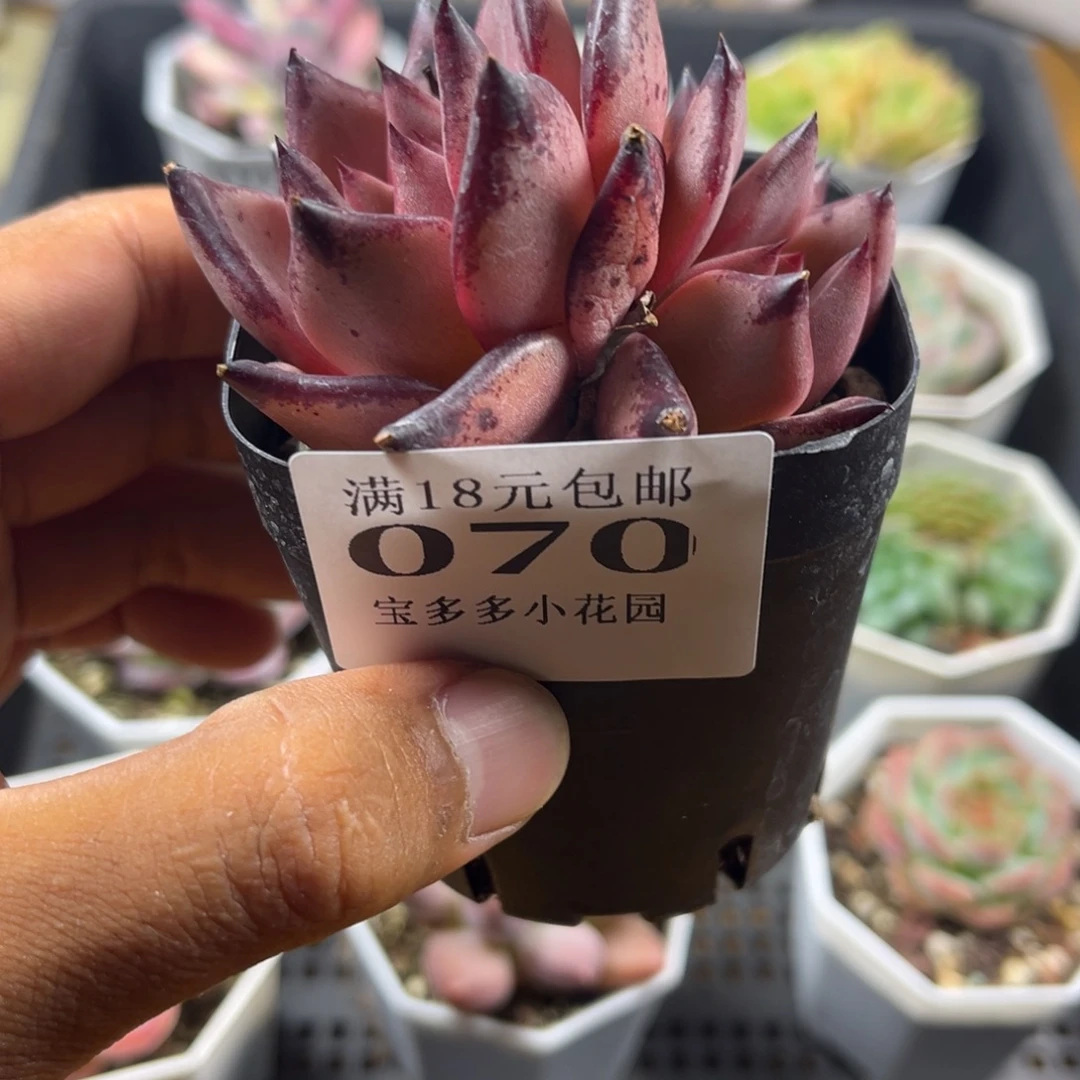 双头罗密欧到手一颗一物一拍满18包邮满26送一颗精品小肉