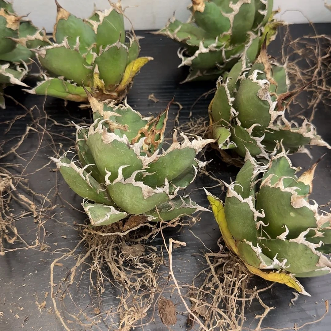 凯撒可指定发1111111111111