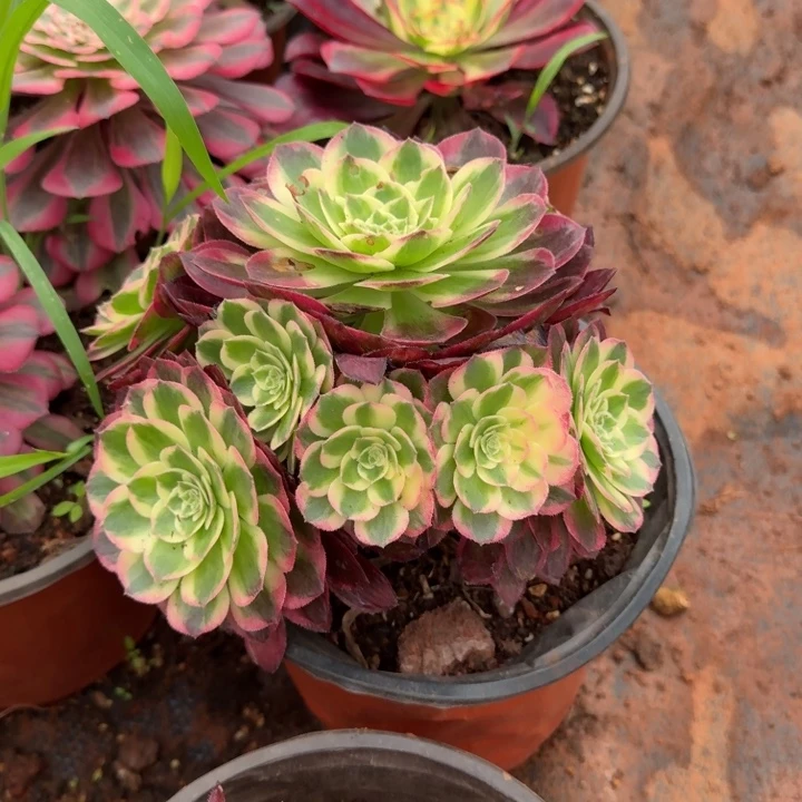 海仙手捧花啊啊啊啊