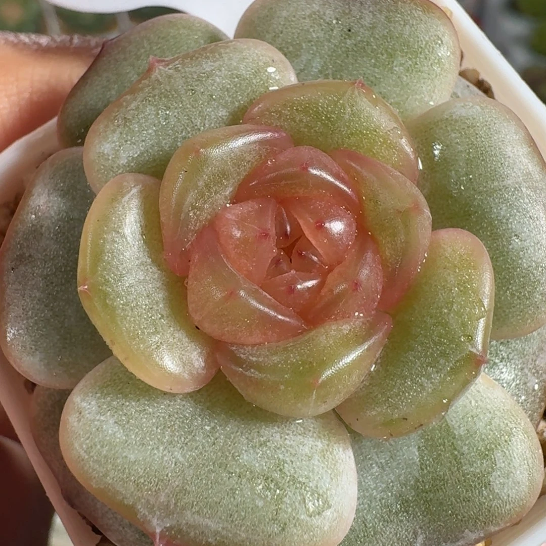 0819-03-彩色恋人